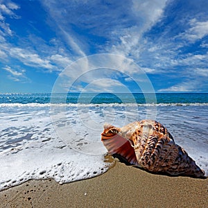 Beach with shell