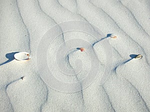 Beach shells