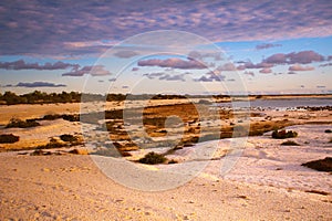 Beach of shells at Hamelin Pool in the evening, Western Australia