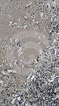 Beach shells north sea siliqua patula navaja grey abstract background