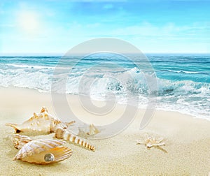 Beach with shells and pearl.