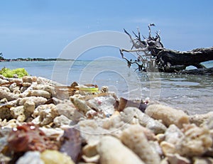 The Beach Shells photo