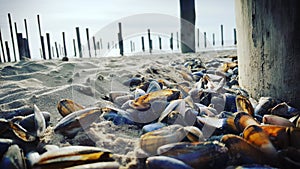 Beach shells wather sand Holland blue