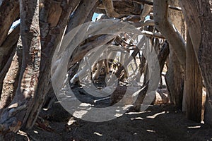 Beach shelter, made of driftwood, from inside