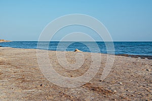 Beach on the shore of the ocean, the sea is a clear sunny summer