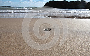 Beach shoreline with shell horizontal wide