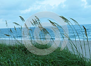 Beach Side Tall Grass