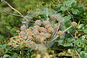 Beach silvertop Glehnia littoralis