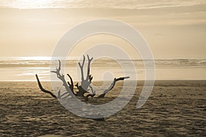 Beach with a snag at sunset