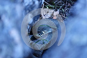A beach snake in its burrow digesting its prey