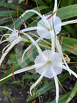 Beach spider lily blooming in the morning, hymenocallis littoralis