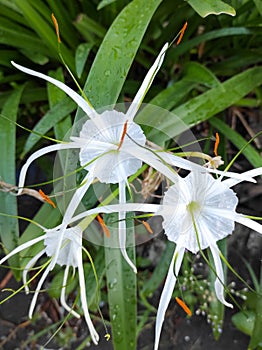 Beach spider lily flower blooming in the morning, hymenocallis littoralis