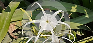 Beach spider lily Flower on Green Leaves Background