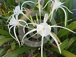 Beach Spider Lily -Hymenocallis littoralis