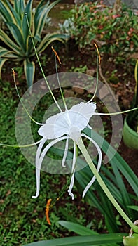 Beach Spider Lily Hymenocallis Speciosa, JardÃ­n BotÃ¡nico de Tallinn, Estonia left side photo