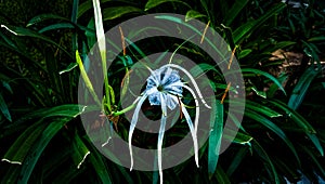 Beach spider lily, Hymenocallis speciosa, spiderlily