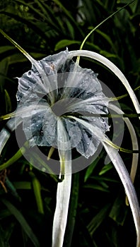 Beach spider lily, Hymenocallis speciosa, spiderlily