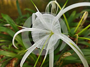 The beach spider lily is a species of plant of the genus Hymenocallis 5