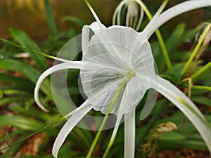 The beach spider lily is a species of plant of the genus Hymenocallis 6