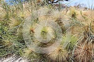 Beach spinifex Mandurah West Australia