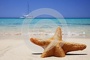 Beach Starfish