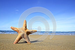 Beach and Starfish