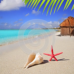 Beach starfish and seashell on white sand