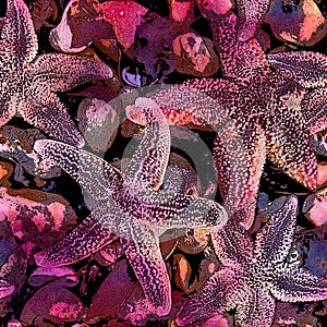 Beach Starfish and Shell Print
