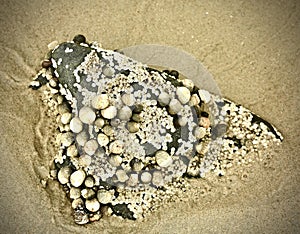 Beach stone barnacles shells Kennebunkport, Maine