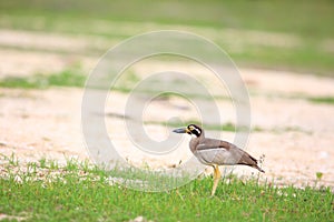 Beach Stone-Curlew or Beach Thick-knee photo