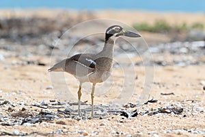 beach stone-curlew (Esacus magnirostris)  Magnetic Island ,Australia photo