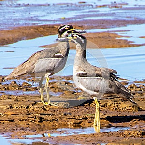 Beach Stone Curlews