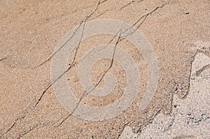 Beach. The strip of the shore is marked by wet sand with fine lines of grains of sand left by the waves in the undertow phase photo