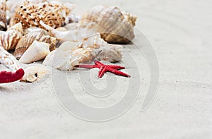 Beach summer background â€“ seashells and sea stars on the sand, copy space for text