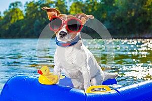 Beach summer dog