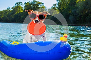 Beach summer dog