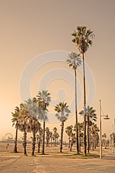 Beach Summer - Los Angeles, California