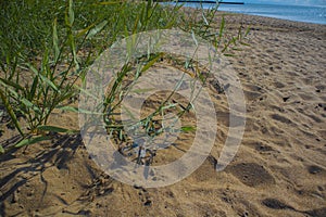 The beach, summer and sunny weather