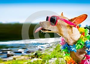 Beach summer vacation dog