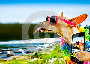 Beach summer vacation dog  selfie