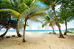 Beach summer vacations concept background Nature frame of coconut palm trees on the beach sand Beautiful sea beach landscape