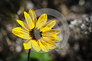 Beach Sunflower