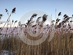 Beach sunset cat tails