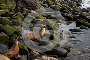 Beach sunset landscape of Southern California wildlife. Female sea lions sit on algae covered rocks on the shore of La Jolla in