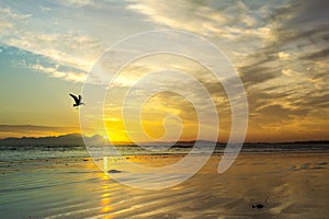 Beach sunset with sea gull silhouette, Western Cape, South Africa.