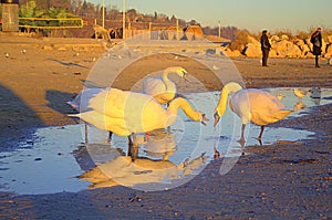 Beach swans altercate