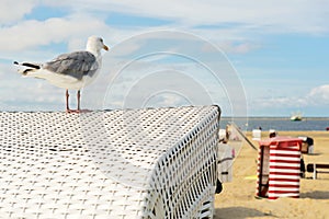 Beach tent Borkum with sea gull