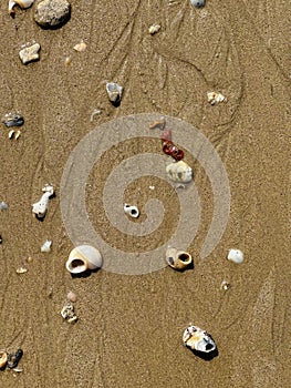 Beach Treasures Close-up