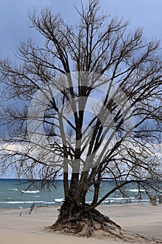 Beach Tree