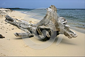 beach and tree in republica dominicana